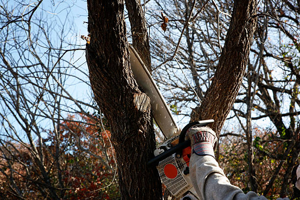 Best Tree Risk Assessment  in USA